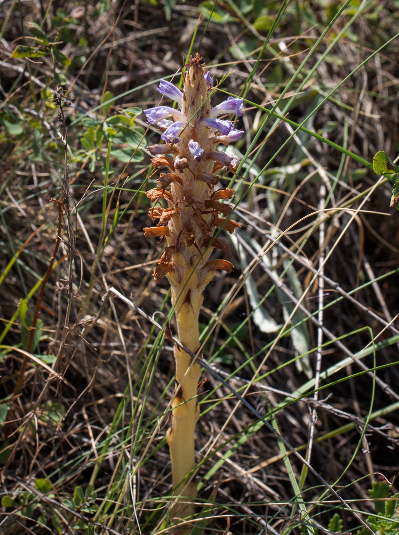 Изображение особи Orobanche coerulescens.