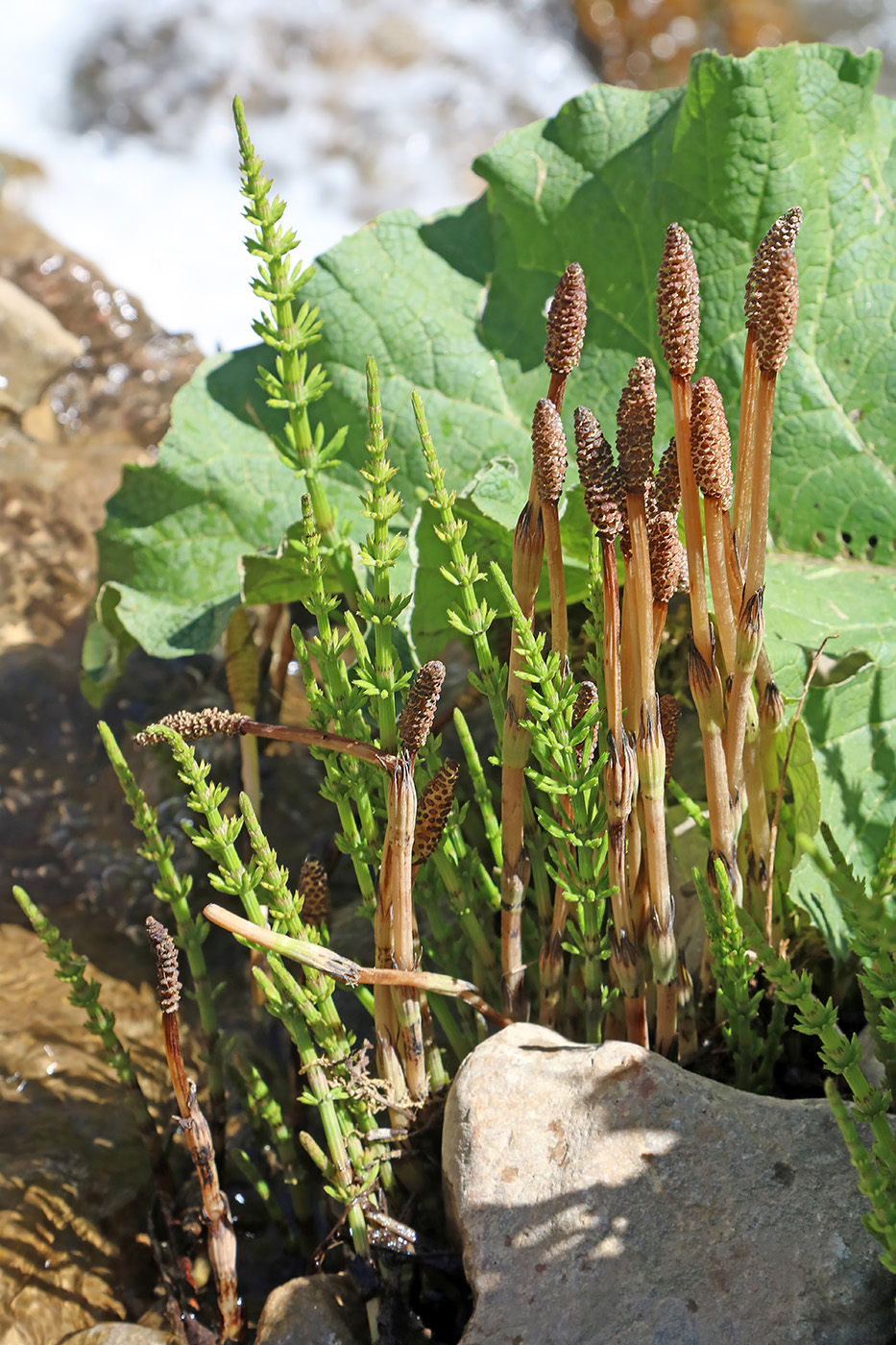 Изображение особи Equisetum arvense.