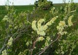 Spiraea hypericifolia. Верхушки цветущих ветвей. Крым, гора Чатыр-Даг, нижнее плато, степной склон. 30.05.2021.