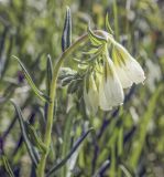 Onosma volgensis. Верхушка цветущего побега. Пермский край, Кунгурский р-н, окр. с. Плехановское, окр. ур. Спасская гора, разнотравный луг. 05.06.2021.