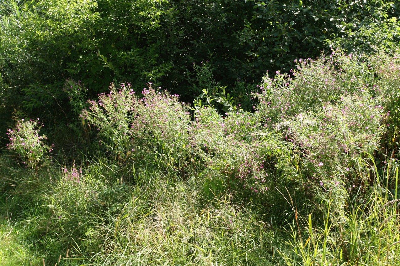 Изображение особи Epilobium hirsutum.