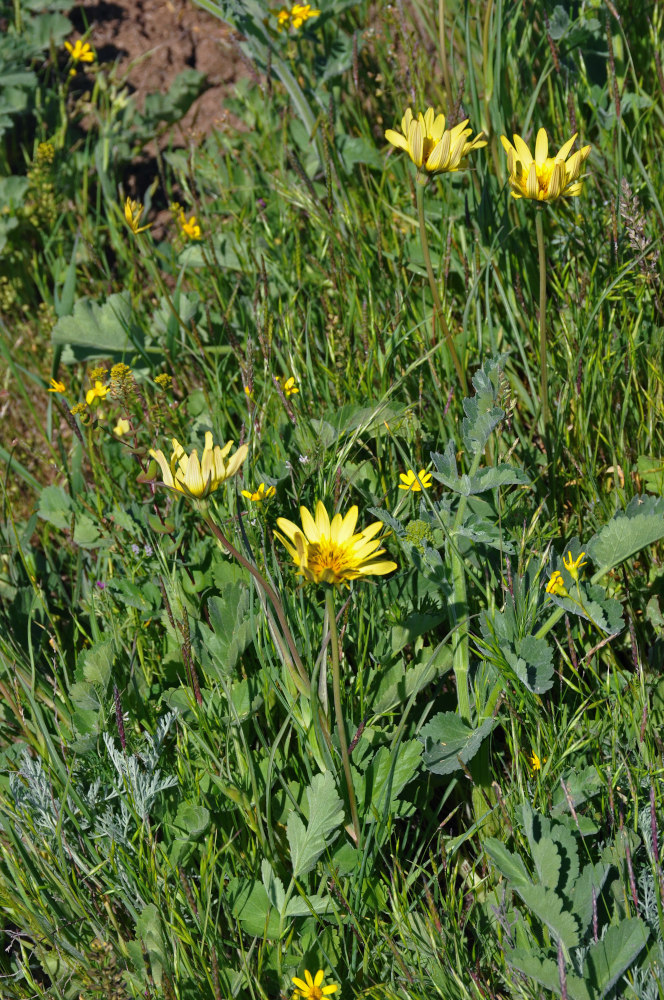 Изображение особи род Tragopogon.