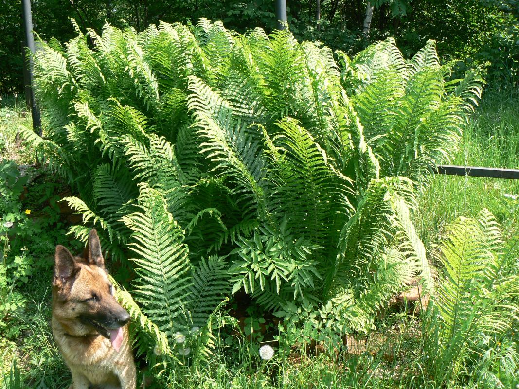 Image of Matteuccia struthiopteris specimen.