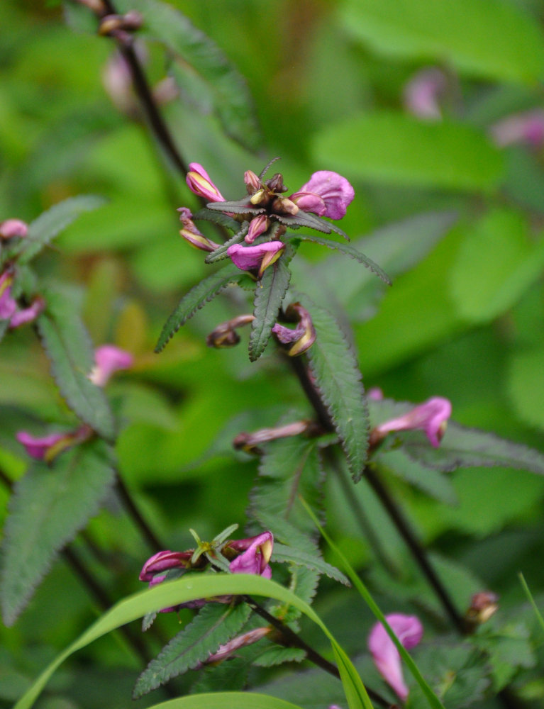 Изображение особи Pedicularis resupinata.