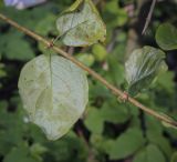 Lonicera periclymenum. Часть побега (видна абаксиальная поверхность листьев). Москва, ГБС, дендрарий. 31.08.2021.