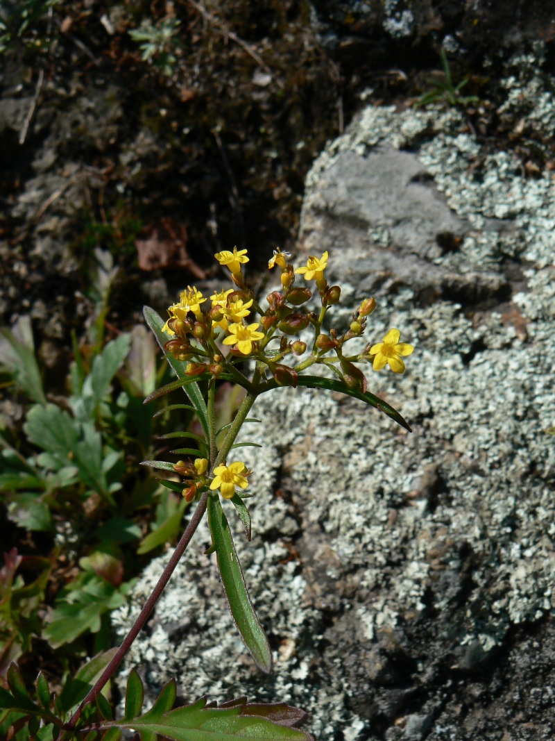 Image of Patrinia rupestris specimen.