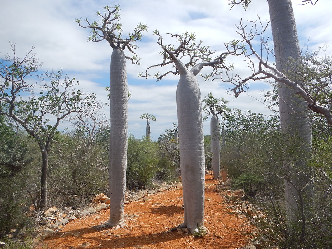 Image of Pachypodium geayi specimen.