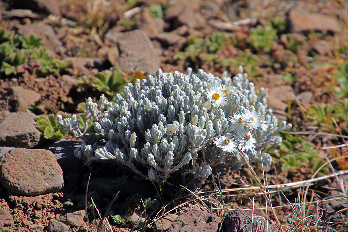 Изображение особи Helichrysum citrispinum.