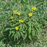 Anemone ranunculoides