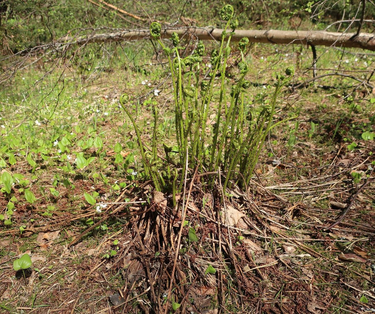 Изображение особи Athyrium filix-femina.