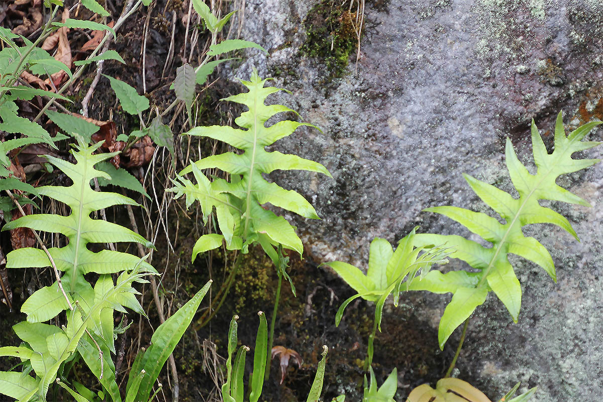 Изображение особи семейство Polypodiaceae.