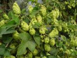 Humulus lupulus