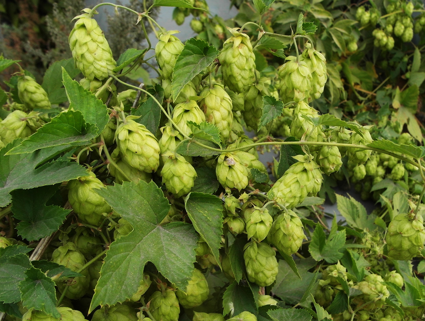 Image of Humulus lupulus specimen.