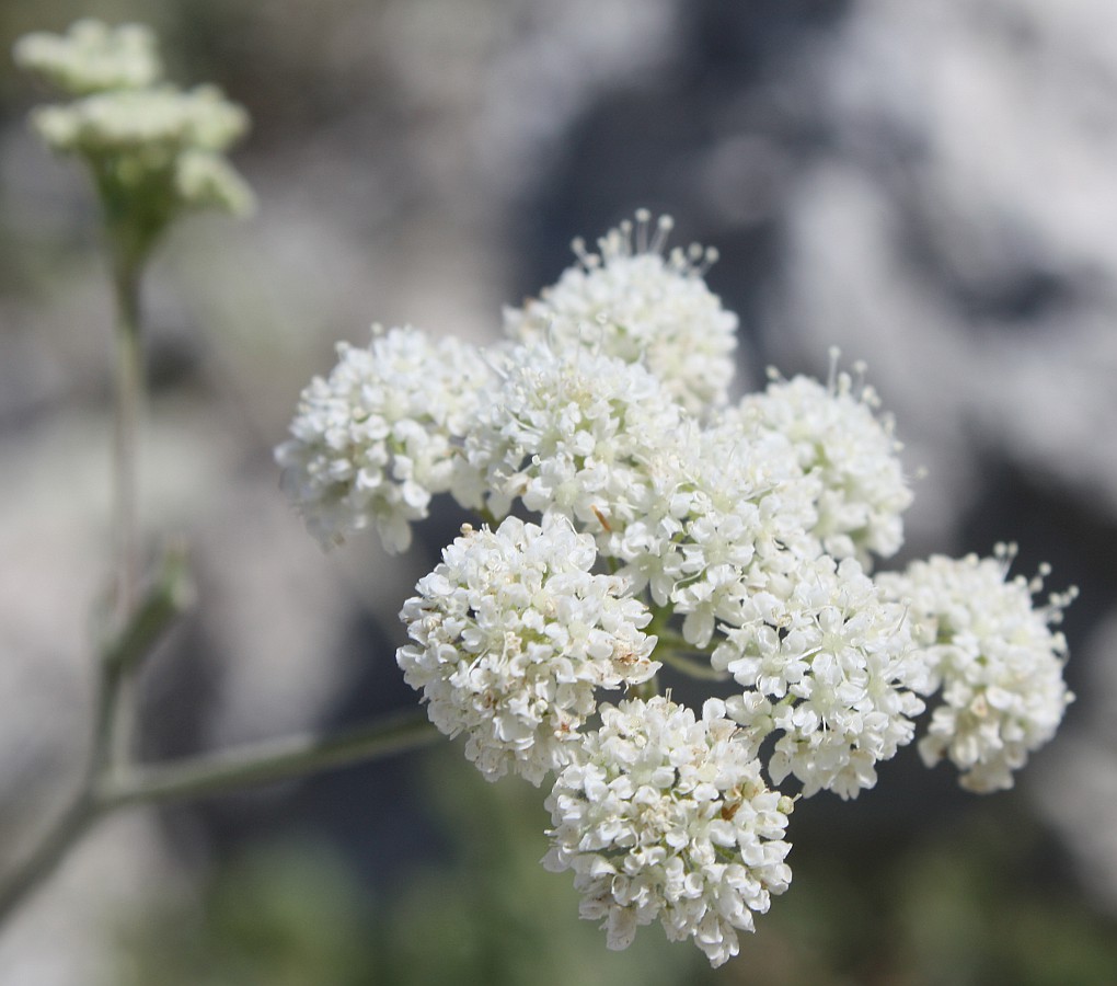 Изображение особи Pimpinella tragium.