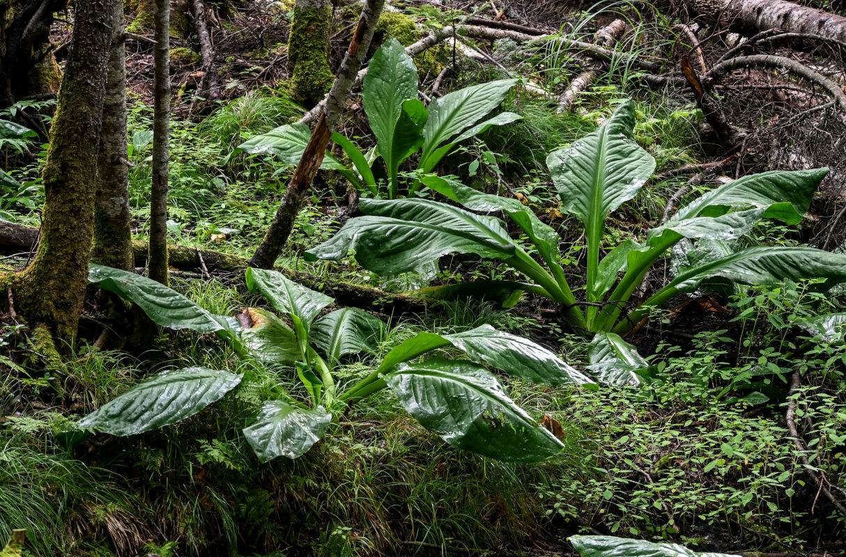 Image of Lysichiton camtschatcensis specimen.