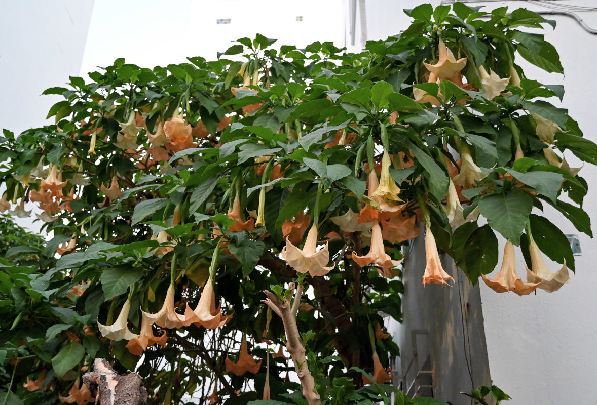 Изображение особи Brugmansia arborea.