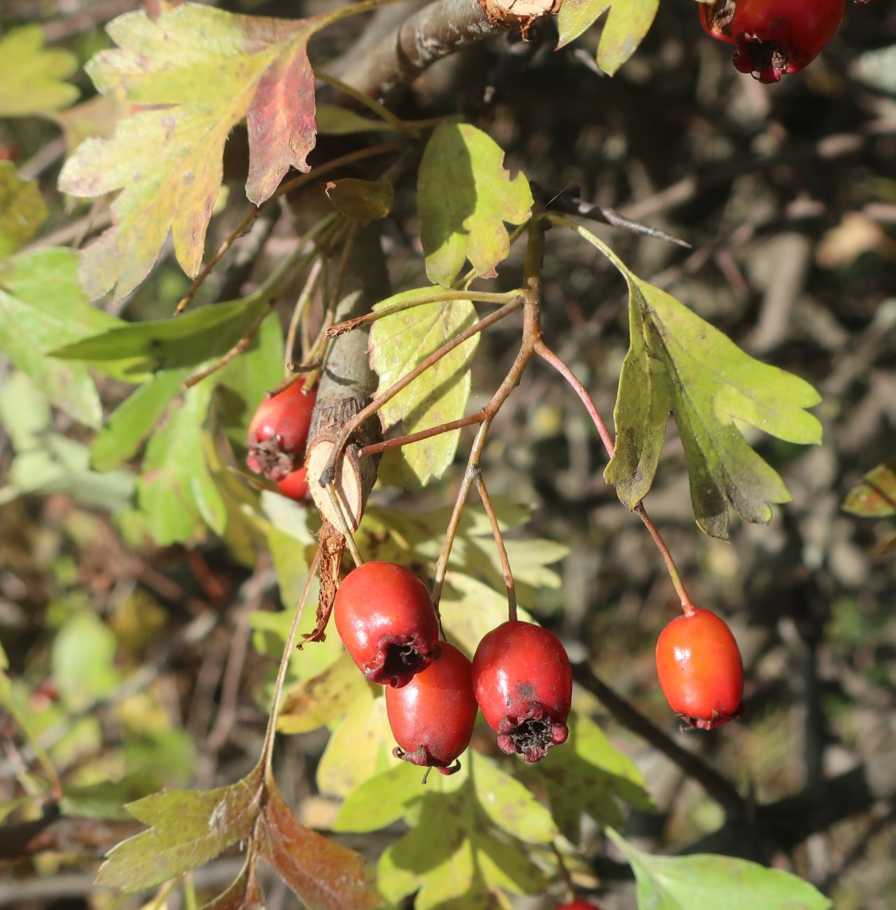 Изображение особи род Crataegus.