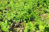 Смотреть изображение Ranunculus cassubicus