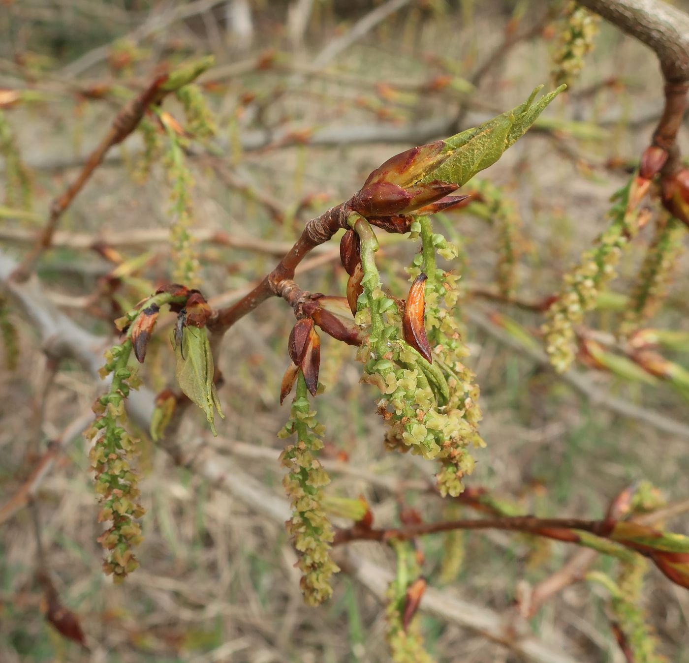 Image of Populus longifolia specimen.