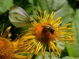 Telekia speciosa. Корзинка с кормящимися насекомыми. Украинские Карпаты, Свалявский район, урочище Ждимир. Сентябрь 2006 г.