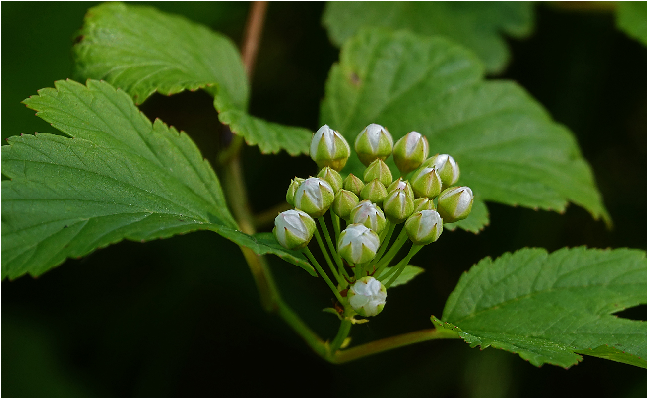 Image of Physocarpus opulifolius specimen.