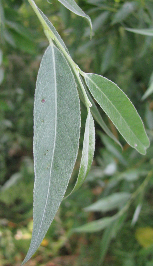 Image of Salix &times; fragilis specimen.