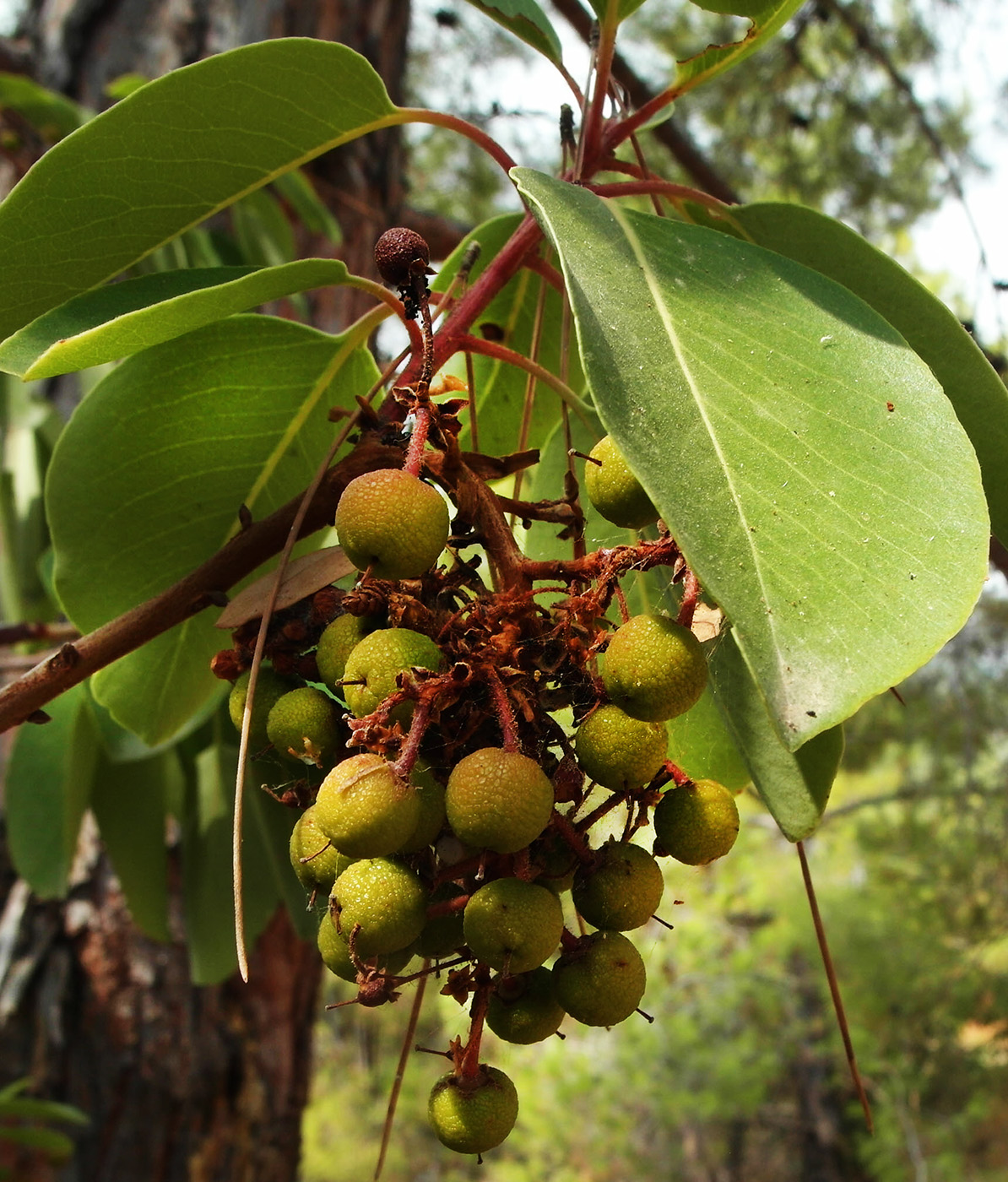 Изображение особи род Arbutus.