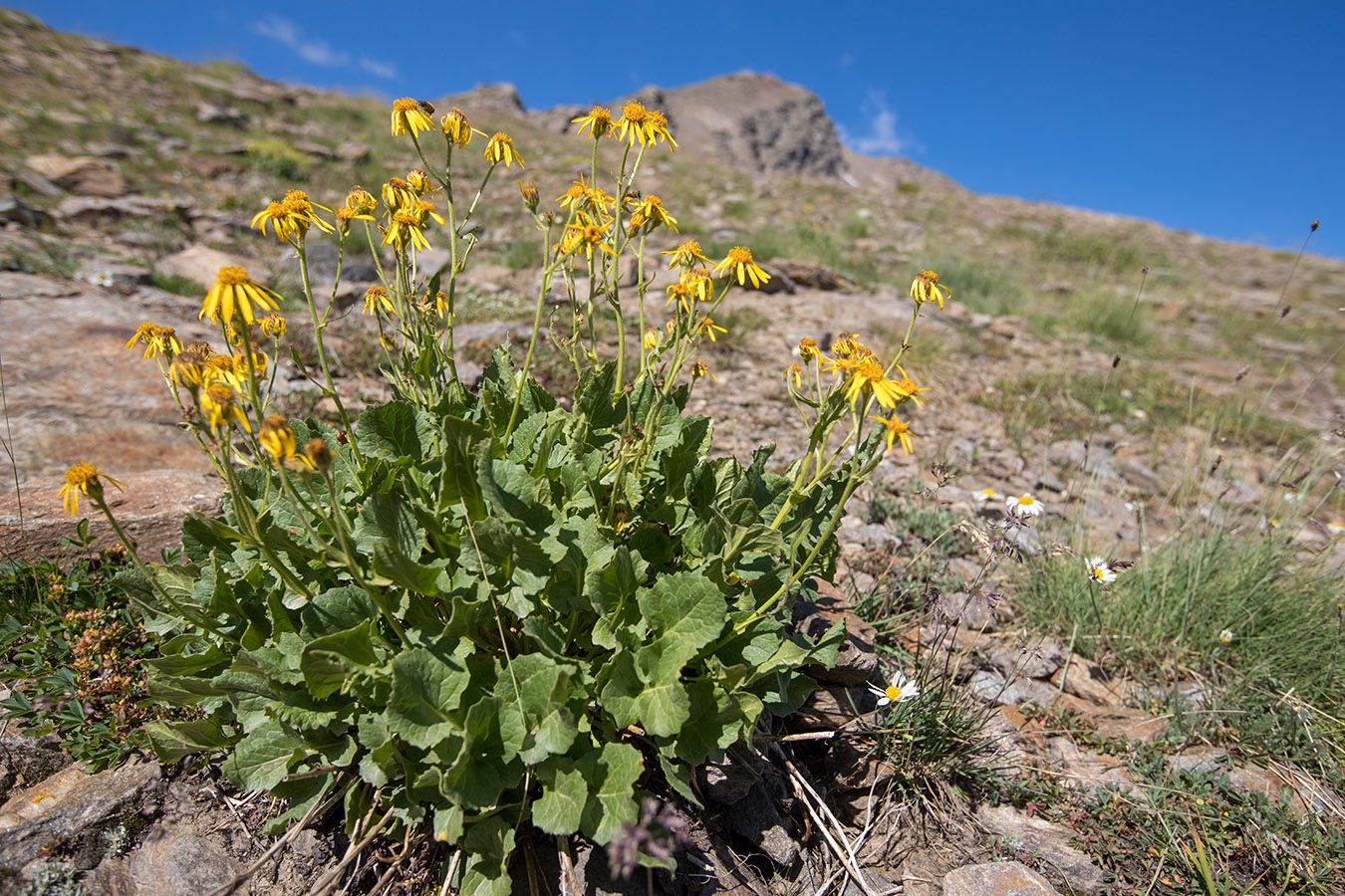 Image of Senecio taraxacifolius specimen.