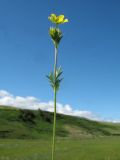 Potentilla multifida. Верхушка цветущего побега. Восточный Казахстан, Южный Алтай, сев. подножья хр. Сарымсакты, Бухтарминская впадина, ур. Кара-Джир, разнотравье на берегу термального ручья. 26 июня 2023 г.