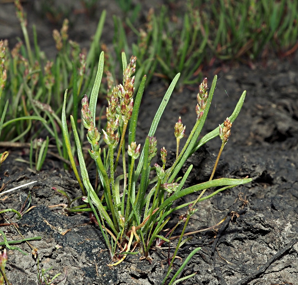 Image of Plantago tenuiflora specimen.