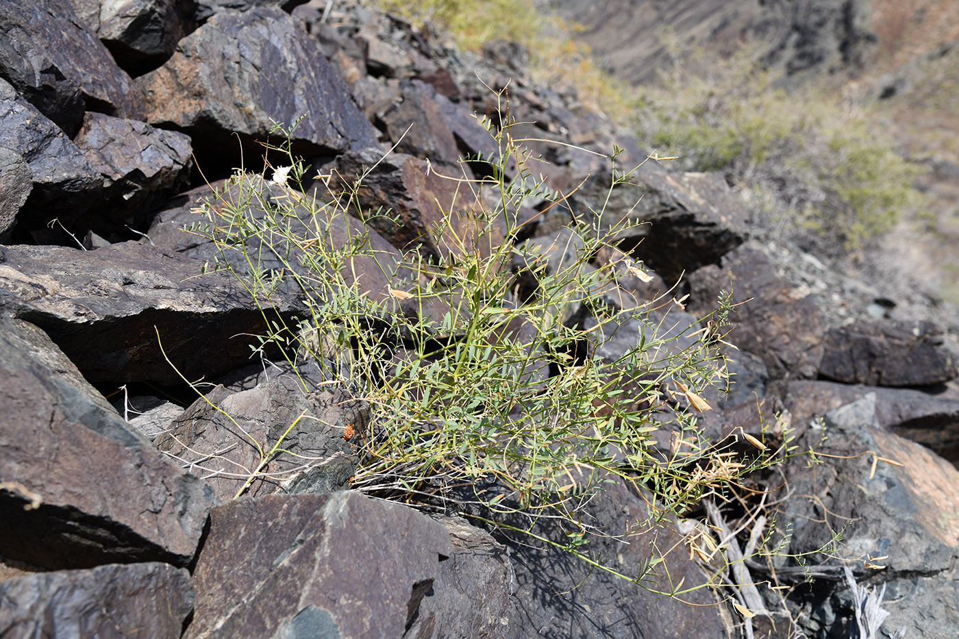 Изображение особи Vicia costata.