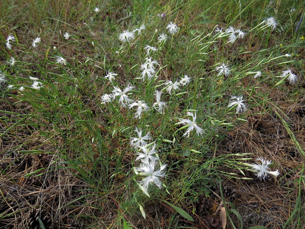 Изображение особи Dianthus arenarius.