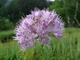 Allium senescens