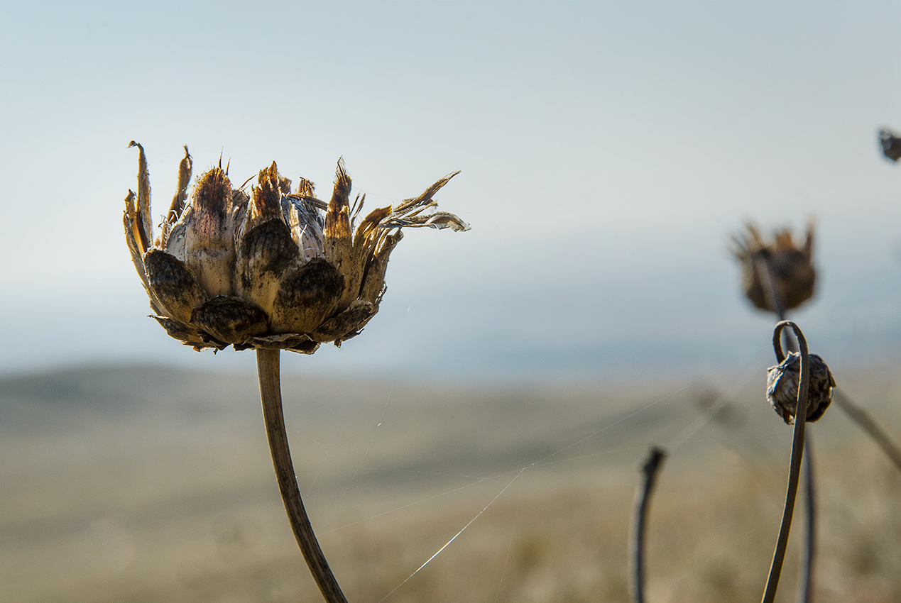 Изображение особи Rhaponticoides ruthenica.