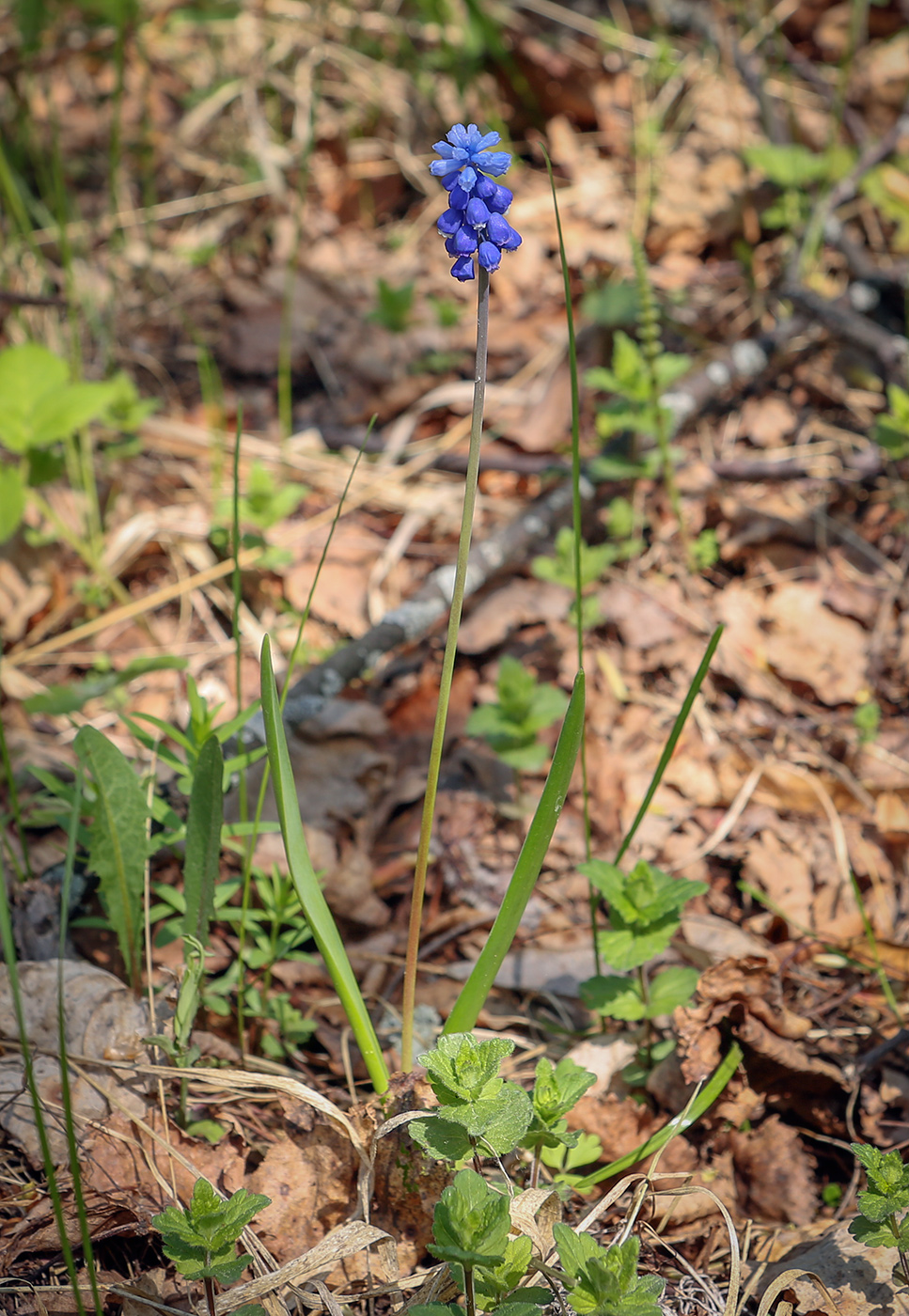 Изображение особи род Muscari.