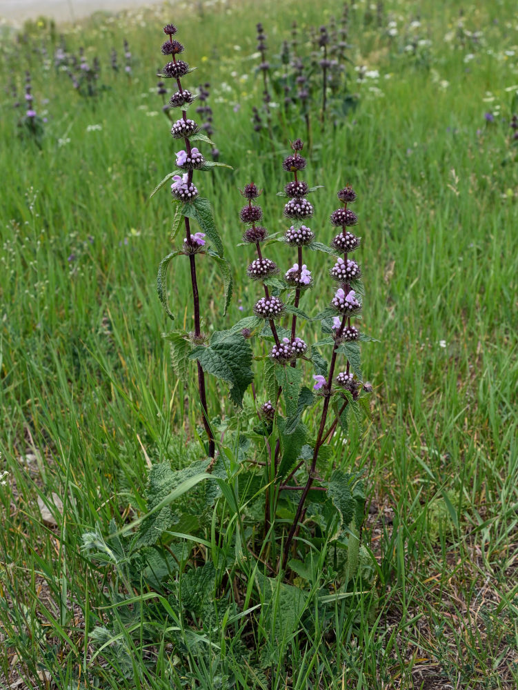 Изображение особи Phlomoides tuberosa.