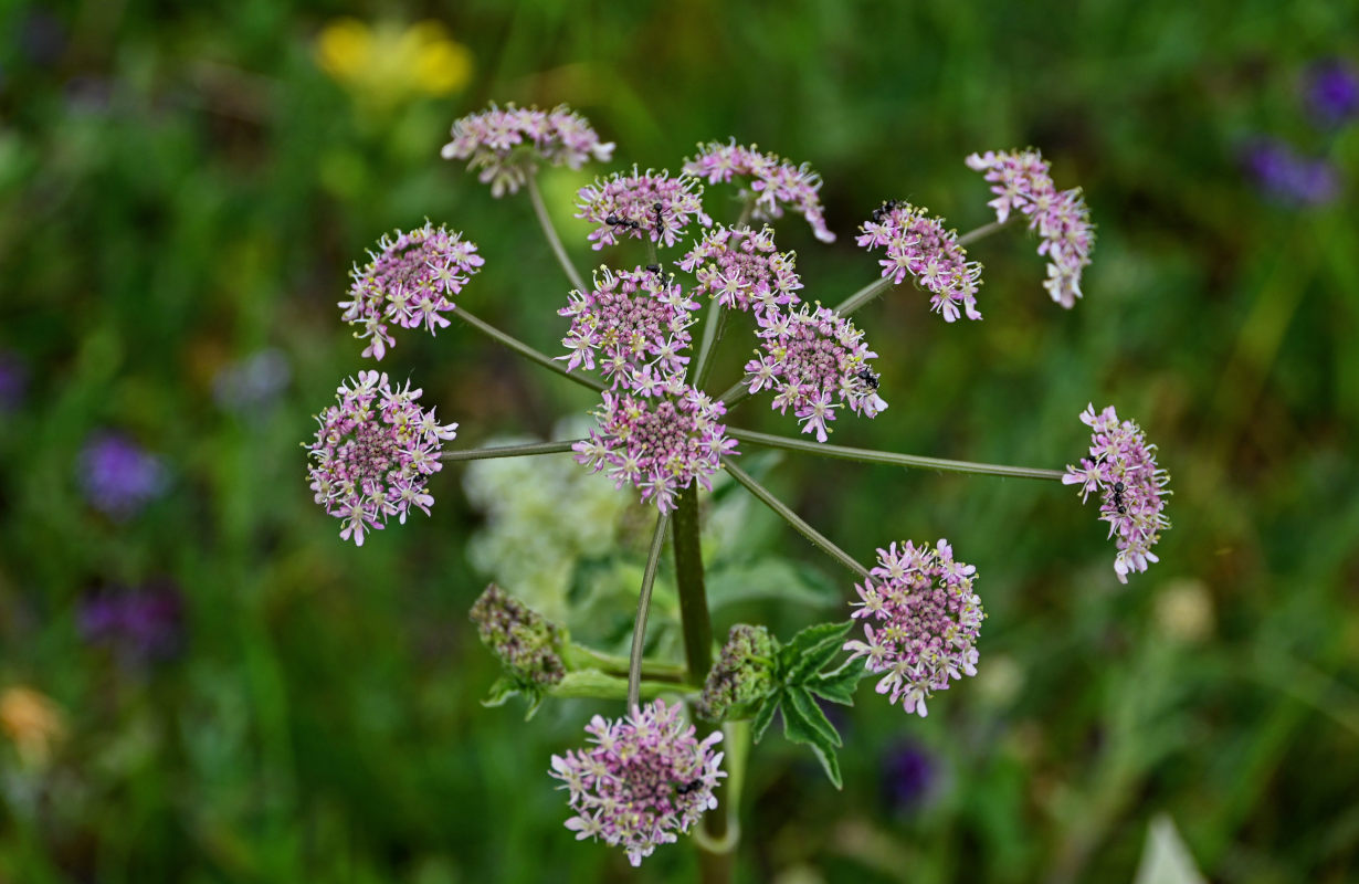 Изображение особи Heracleum roseum.