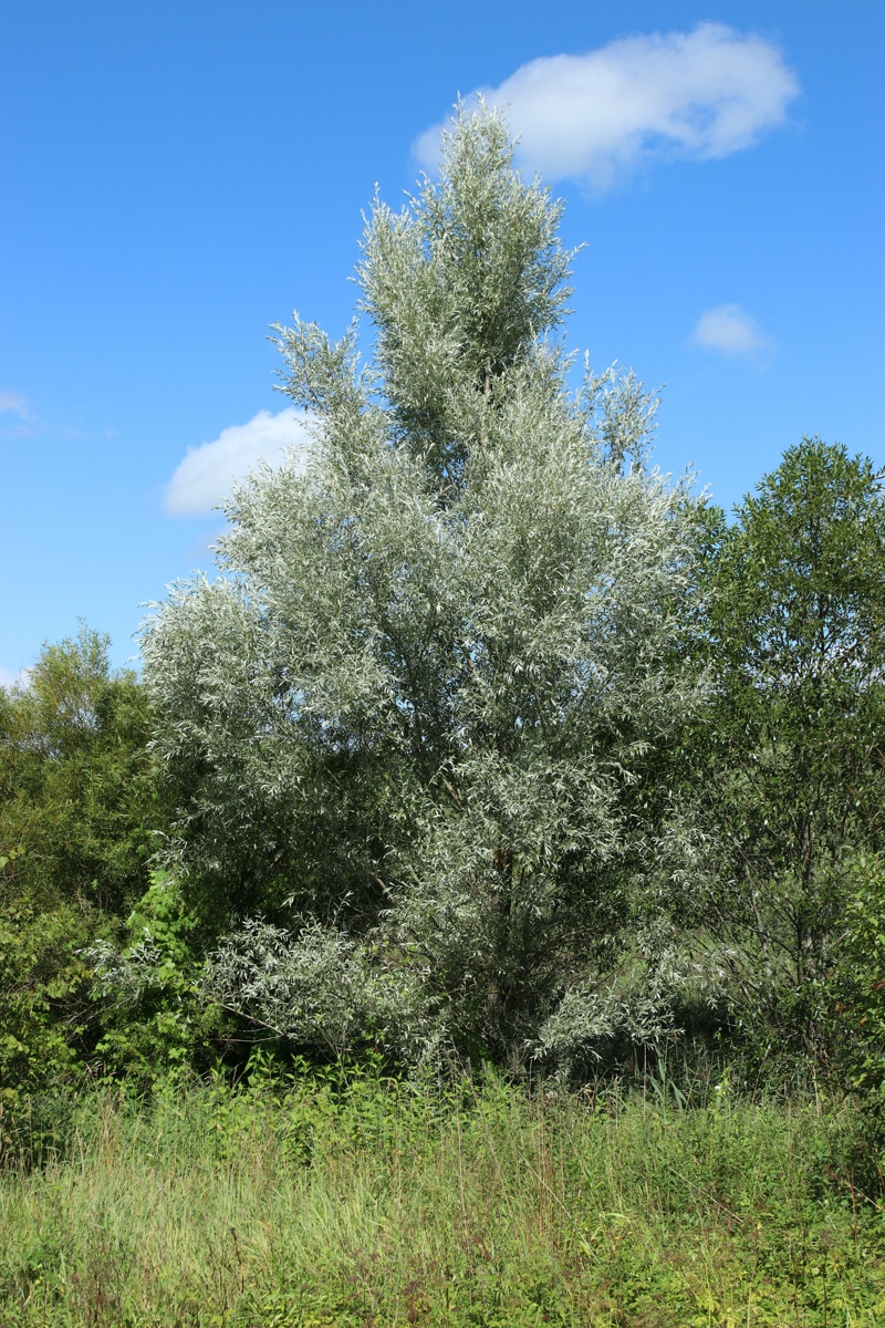 Image of Salix alba specimen.