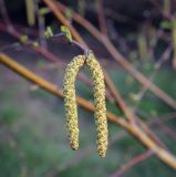 Смотреть изображение Betula pendula