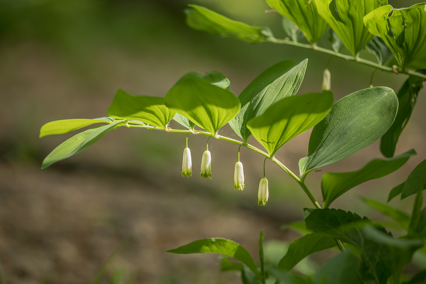 Image of Polygonatum odoratum specimen.