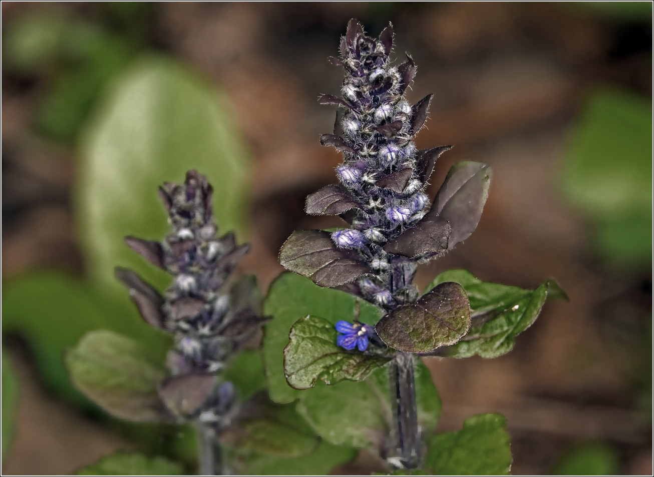 Image of Ajuga reptans specimen.