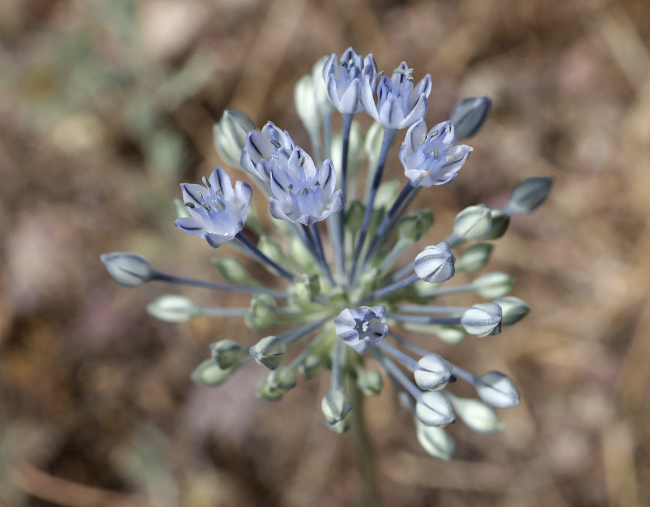 Image of Allium caesium specimen.