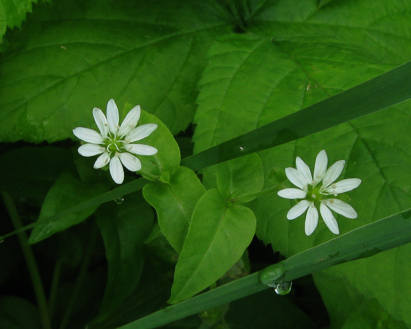 Изображение особи Myosoton aquaticum.