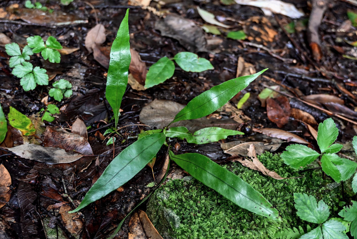 Изображение особи Lepisorus bicolor.