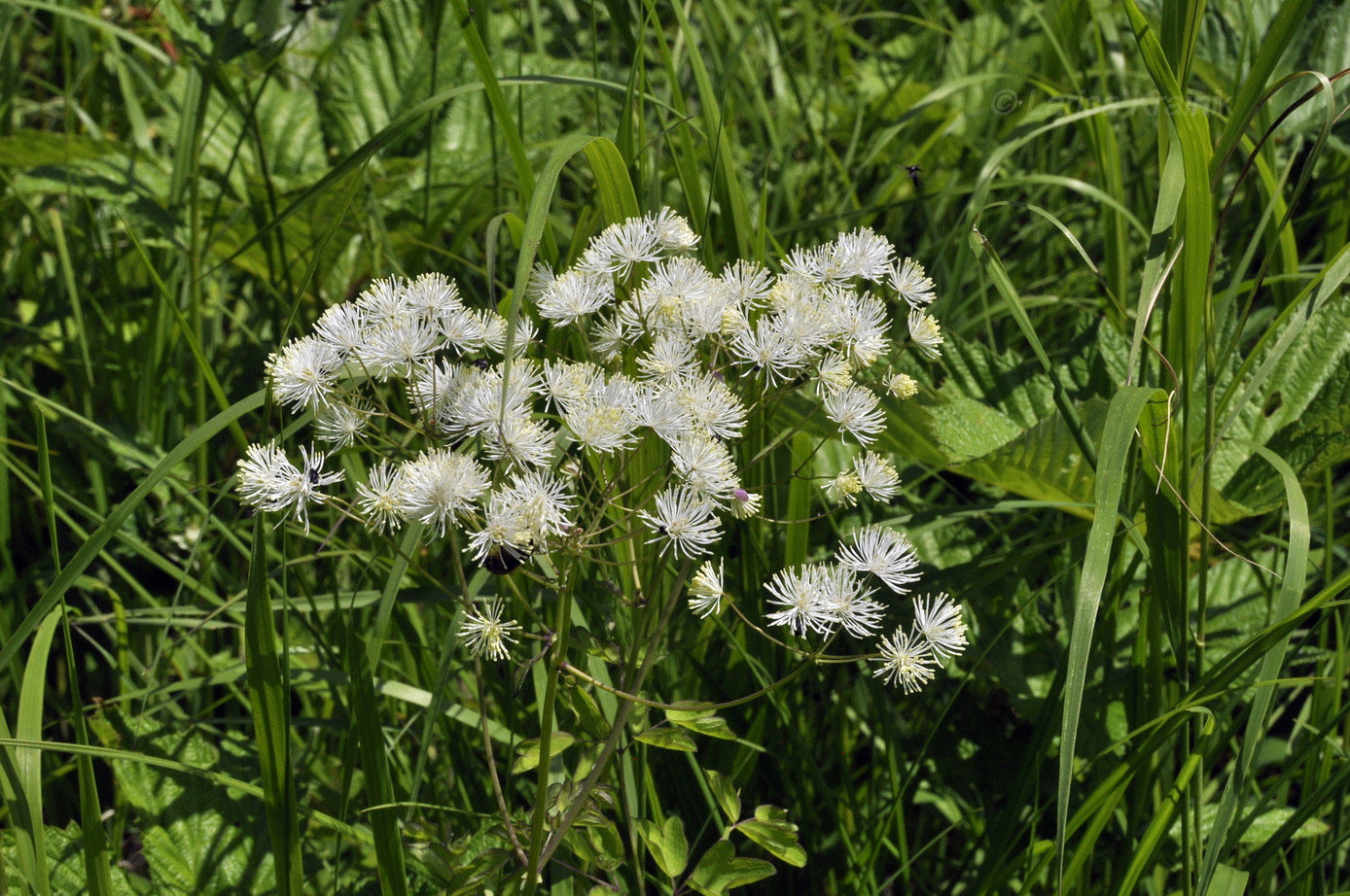 Изображение особи Thalictrum contortum.