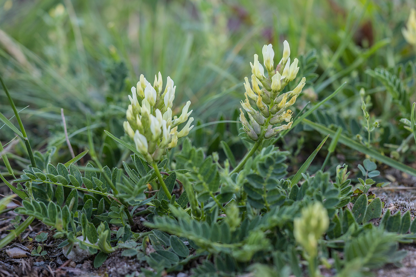 Изображение особи Astragalus cicer.