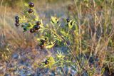 Jasminum fruticans