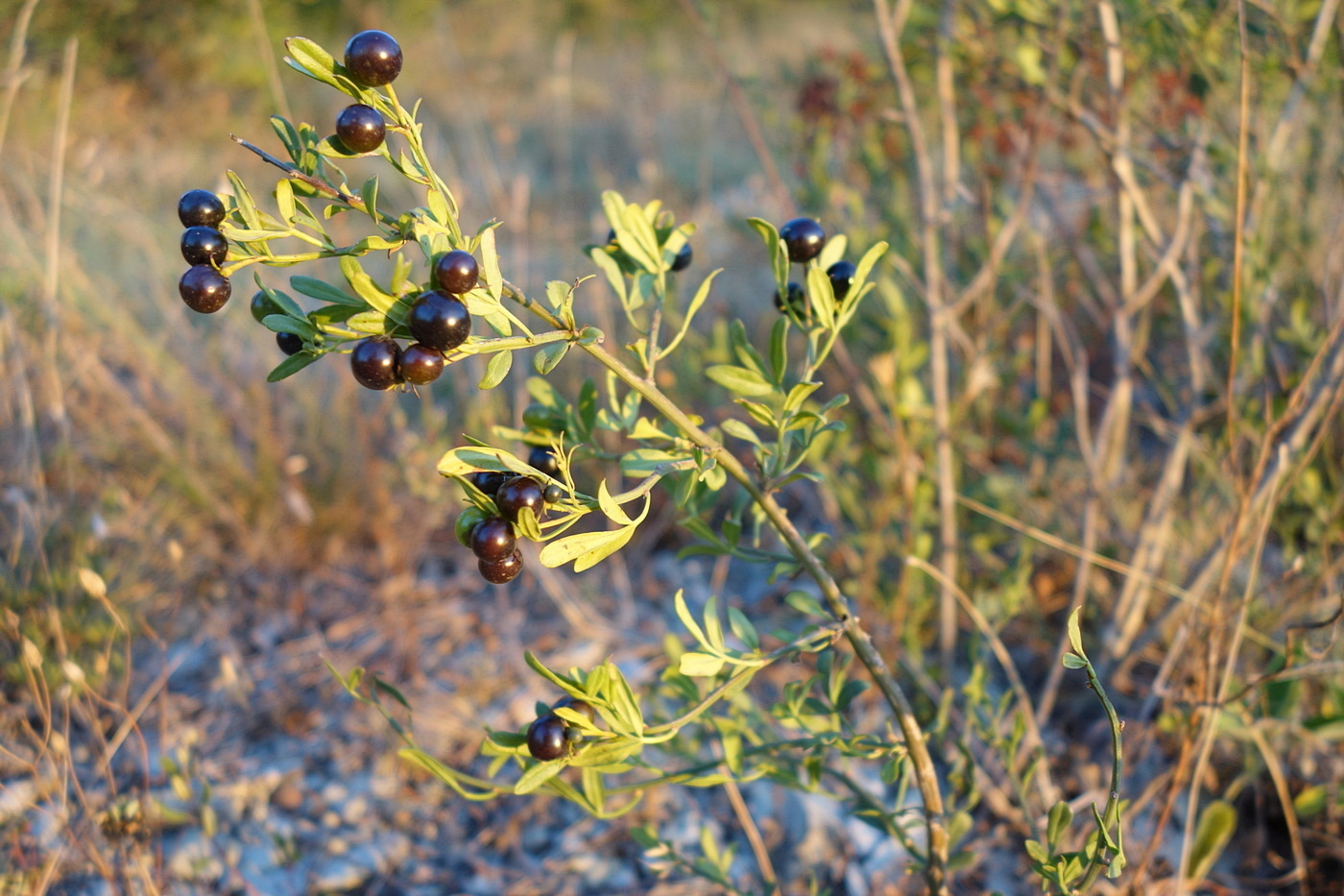 Image of Jasminum fruticans specimen.