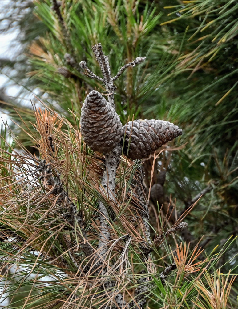 Изображение особи Pinus pityusa.