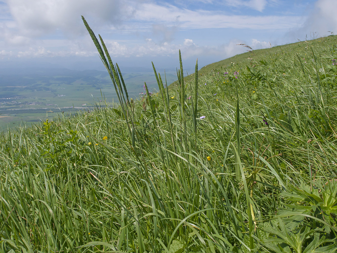 Image of Phleum phleoides specimen.